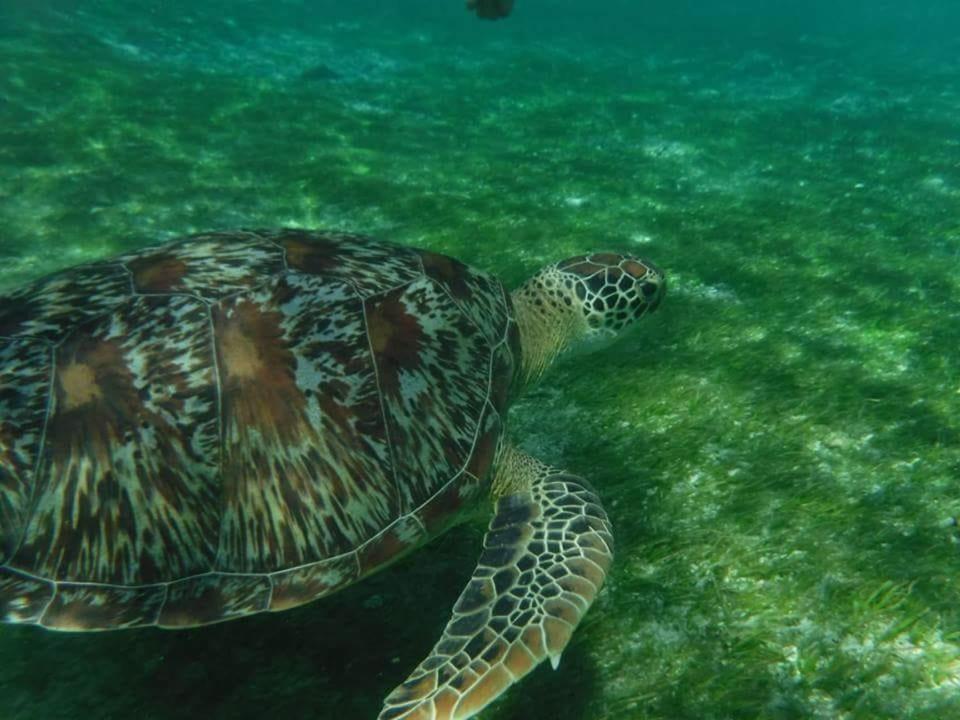 Dili Gili Gili Trawangan Exterior foto